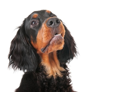head of a little puppy Gordon setter