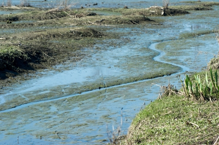 Swamp in Dutch Biesbosch