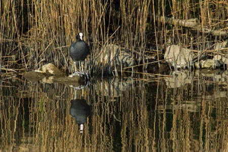 Black Common Moorhen sitting on a stone in the waterの写真素材