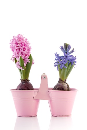 Pink and blue Hyacinths in flower potの写真素材