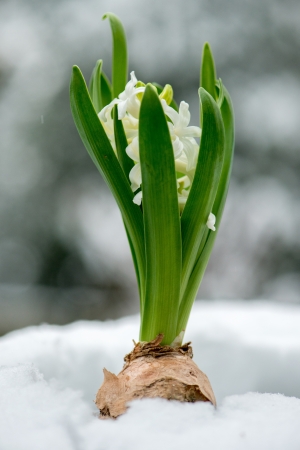 white Hyacinth in snow outdoorの写真素材
