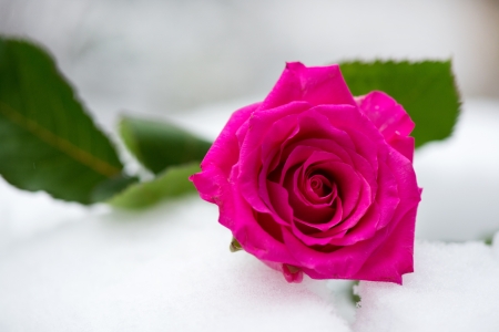 Pink rose laying in the snow outdoorの写真素材