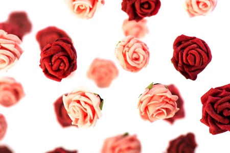 Red and pink roses against white backgroundの写真素材