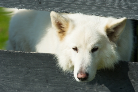 White watchdog behind the fence