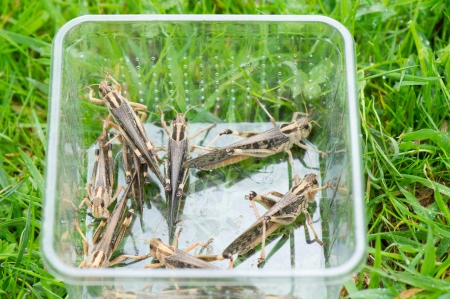 Crickets as food for reptilesの写真素材