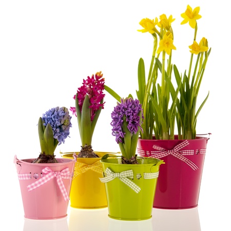 Colorful Hyacinths and daffodils  isolated over white backgroundの写真素材