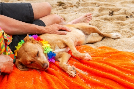 Relaxing elderly man with dog laying at the beachの写真素材