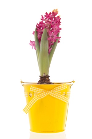 Pink Hyacinth in yellow bucket isolated over white backgroundの写真素材