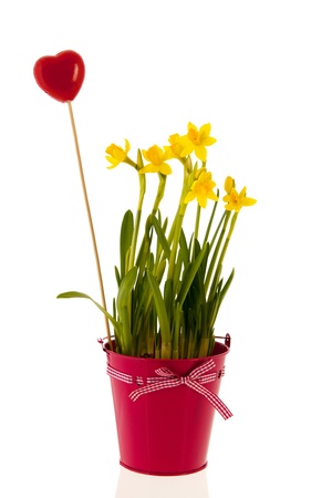 Yellow daffodils in pink bucket with ribbon and bow and red heart の写真素材