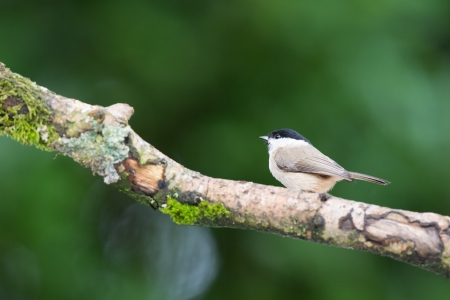 Willow tit on treeの写真素材