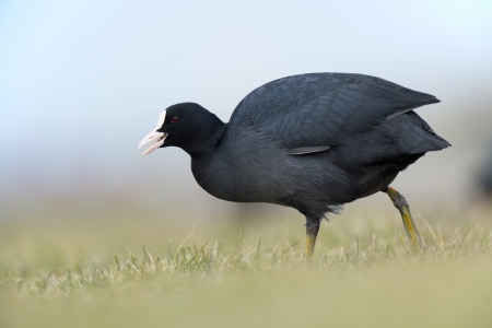 Eurasian Coot walking in the grassの写真素材