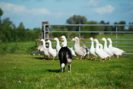 border collie dog is driving goosesの写真素材