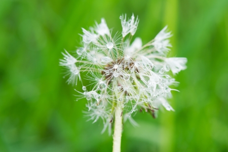 seed of the dandelion outdoor in nature seed of the dandelion outdoor in nature