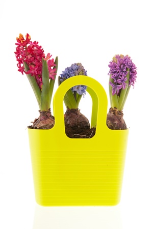 Colorful Hyacinths in green shopping bag isolated over white backgroundの写真素材