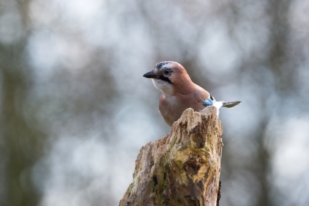 Eurasian jay in nature on branchの写真素材