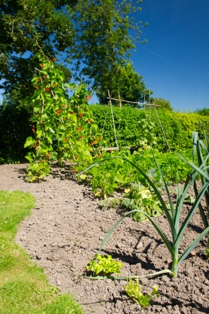 Vegetable garden in the summerの写真素材