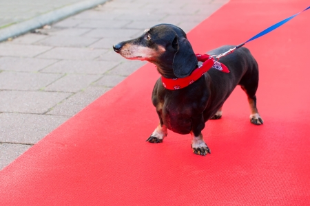 Dachshund outdoor at red carpetの写真素材