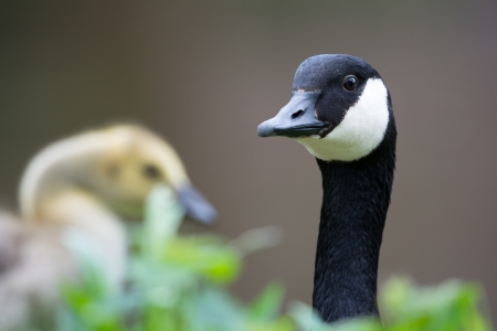 Head of a Canada gooseの写真素材
