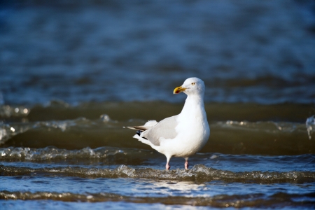 Lesser Black-backed Gull standing in the surf of te seaの写真素材