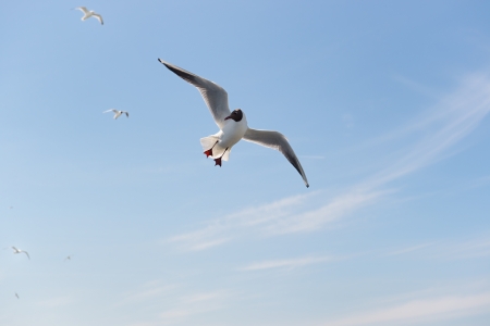 Black-headed Gull flying in blue skyの写真素材