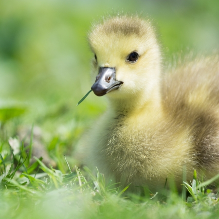 Little baby Canada gooseの写真素材