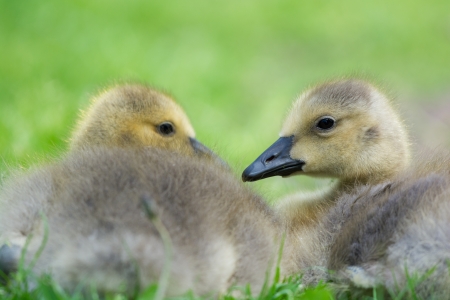 Little baby Canada gooses laying in the grassの写真素材