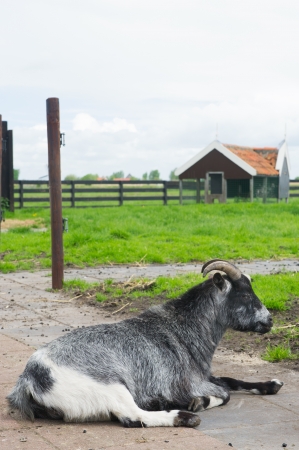 Resting goat at Dutch farmの写真素材
