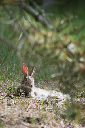 Resting hare in dunes at Dutch island Texelの写真素材