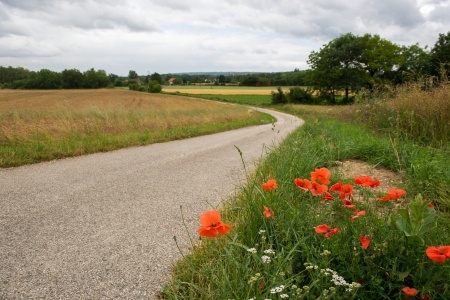 landscape with wild flowers and lane in French Rhone-Alpesの写真素材