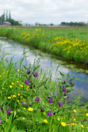 Ditch with purple Comfrey flowers in frontの写真素材