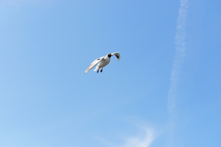 Black-headed Gull flying in blue skyの写真素材