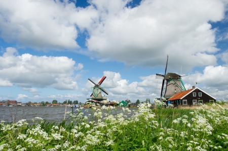 Wild flowers in front of windmills at the Dutch Zaanse Schans