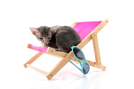 Siamese tabby kitten in pink beach chair isolated over white backgroundの写真素材