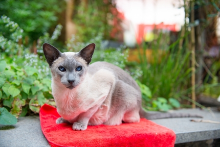 Blue point siamese cat on red outdoorの写真素材