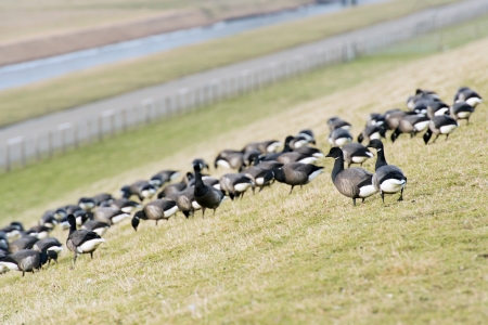 Swarm brent gooses walking in nature grass at the dike on Dutch wadden island Texelの写真素材