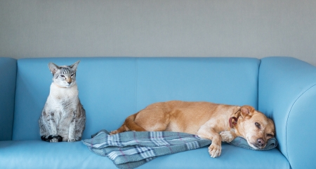 Cat and dog at the blue modern benchの写真素材