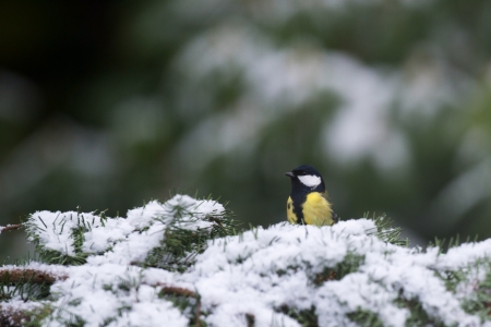 common tit in tree with snowの写真素材