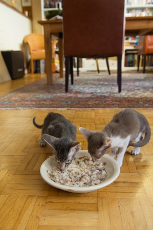 First time little kitten eating fishの写真素材