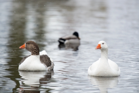 Swimming wild gees in snowの写真素材