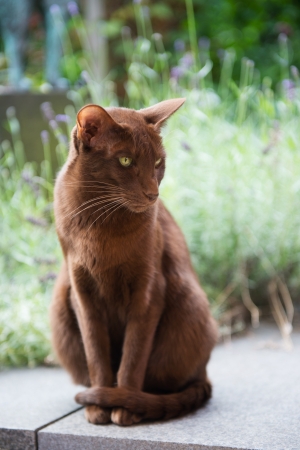 Havanna brown siamese in the gardenの写真素材