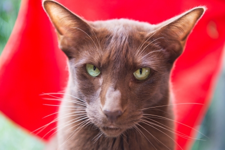 Havanna brown siamese in the gardenの写真素材