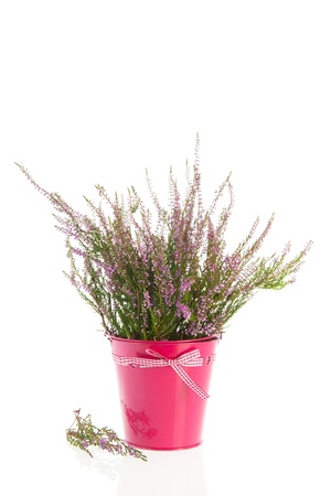 Bouquet heath in pink flower pot isolated over white backgroundの写真素材
