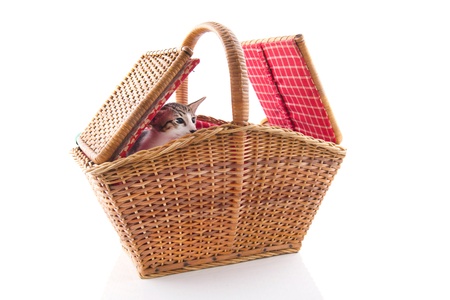 Little tabby cat hiding itself in wicker picnic basketの写真素材