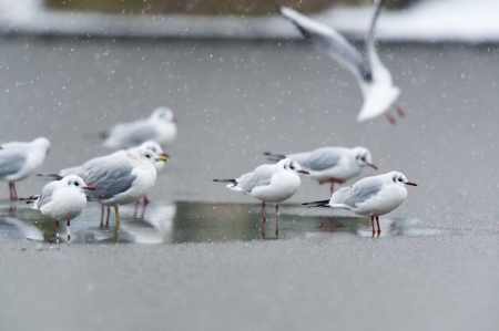 Black-headed gulls on the ice in the snowの写真素材