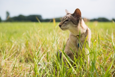 Siamese cat in grass outdoorの写真素材