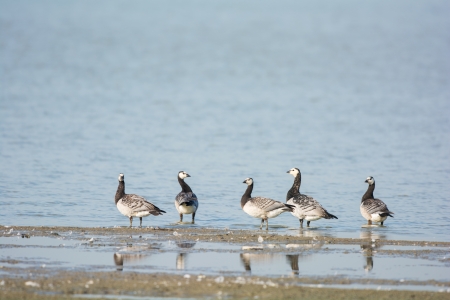 Barnacle Gooses in water の写真素材