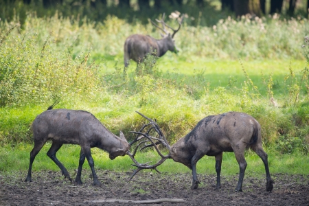 Fighting male elaphure deer in nature landscapeの写真素材