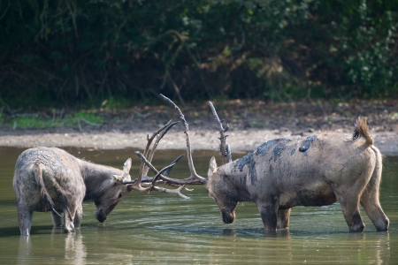 Fighting male elaphure deer in waterの写真素材