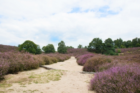 Heather landscape with sand path 