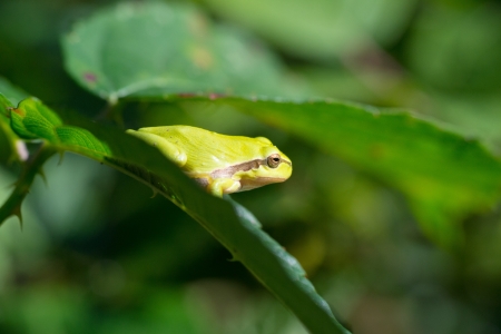 Tree frog Hyla arborea in natureの写真素材